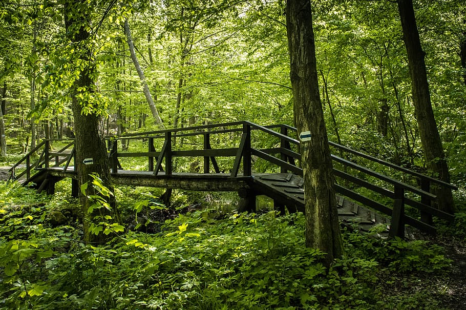 forest, pilis, spring, nature, travel, landscape, mountain HD wallpaper