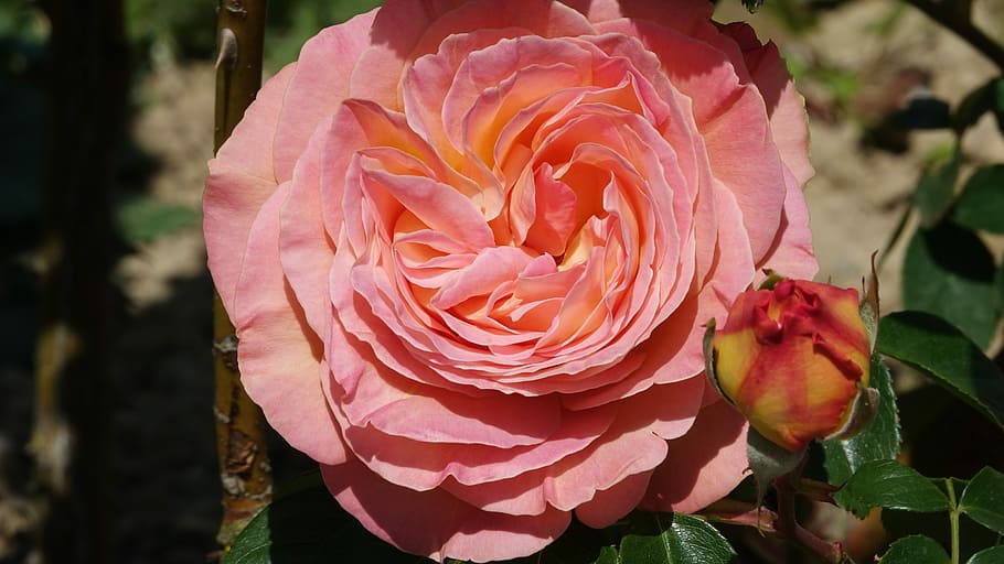pink, hatched, bud, flower, flowering plant, beauty in nature HD wallpaper