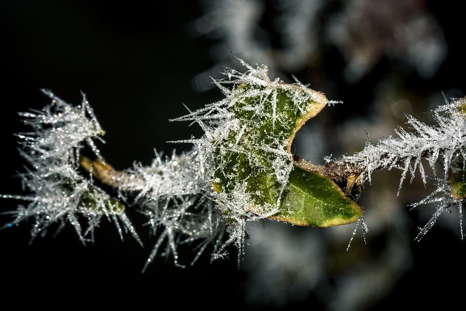 Frost, Cold, Ice, Winter, Leaves, Nature, winter magic, iced HD wallpaper