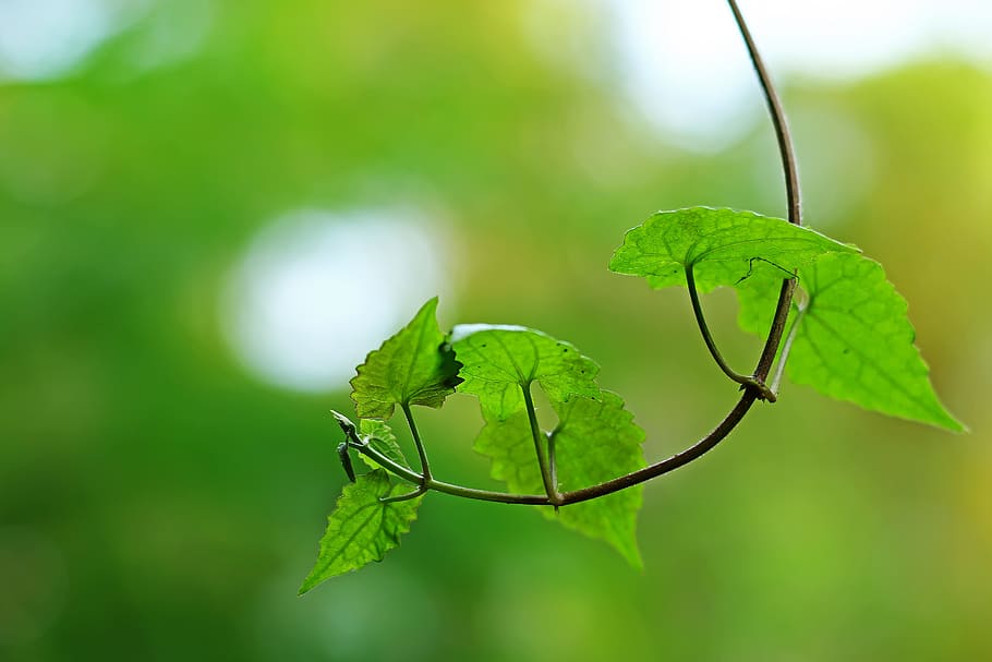 leaf, nature, flora, environment, growth, green color, plant part HD wallpaper