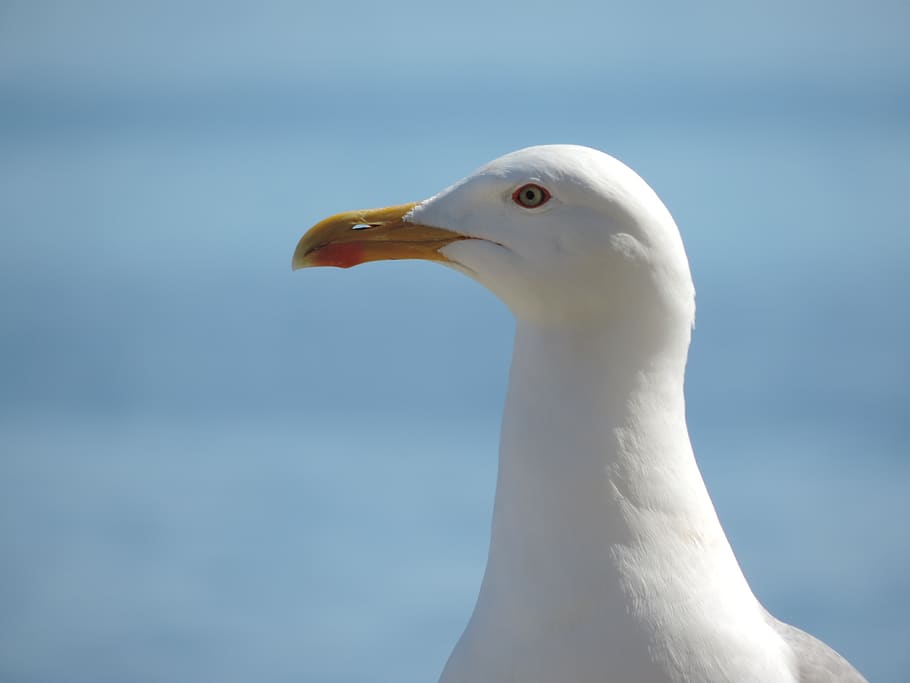 animal, seagull, animal themes, bird, one animal, animal wildlife HD wallpaper