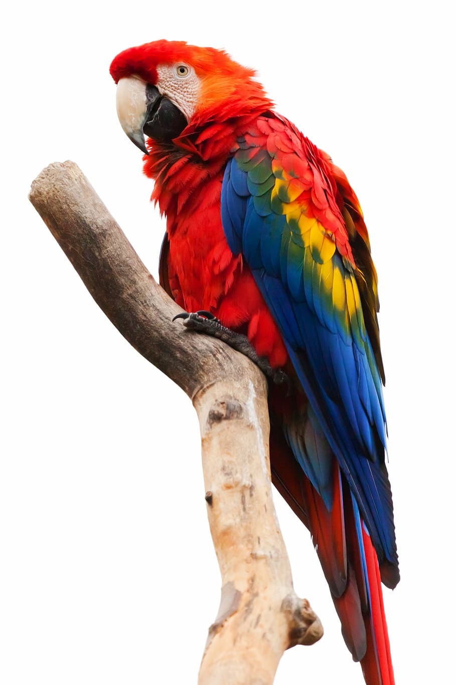 Ara chloropterus macaw, animal, ara macao, beak, bird, colorful