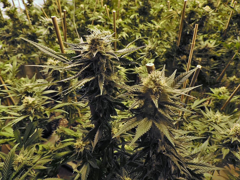 green cannabis, marijuana, grow room, hemp, indoor, pot, plant, HD wallpaper