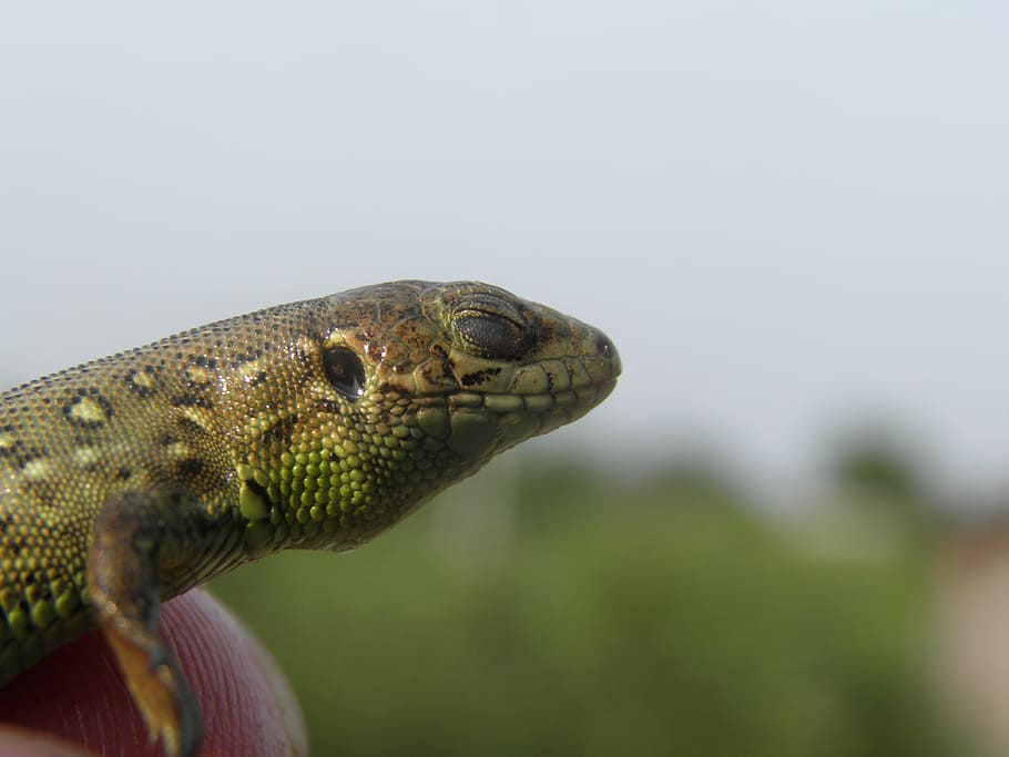 Lizard, Meditation, Serenity, one animal, reptile, animal wildlife HD wallpaper