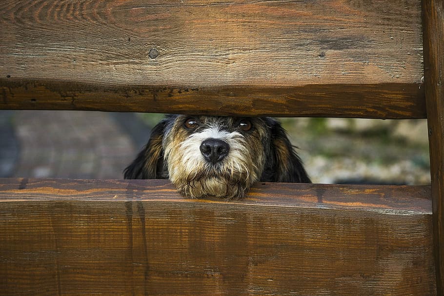 long-coated tan puppy peeping in between brown wooden fence, dog