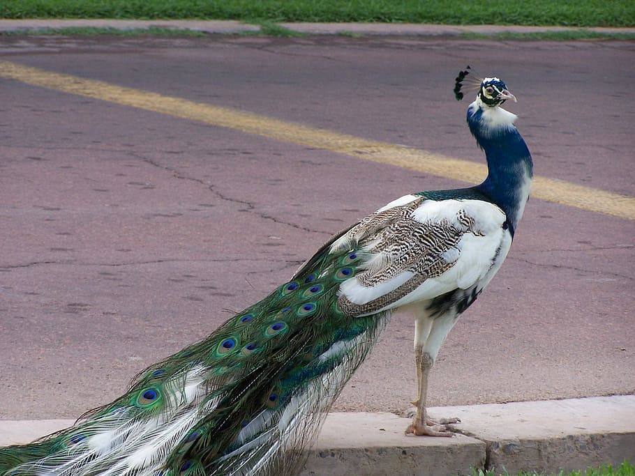 peafowl during daytime, peacock, blue, bird, feather, animal HD wallpaper