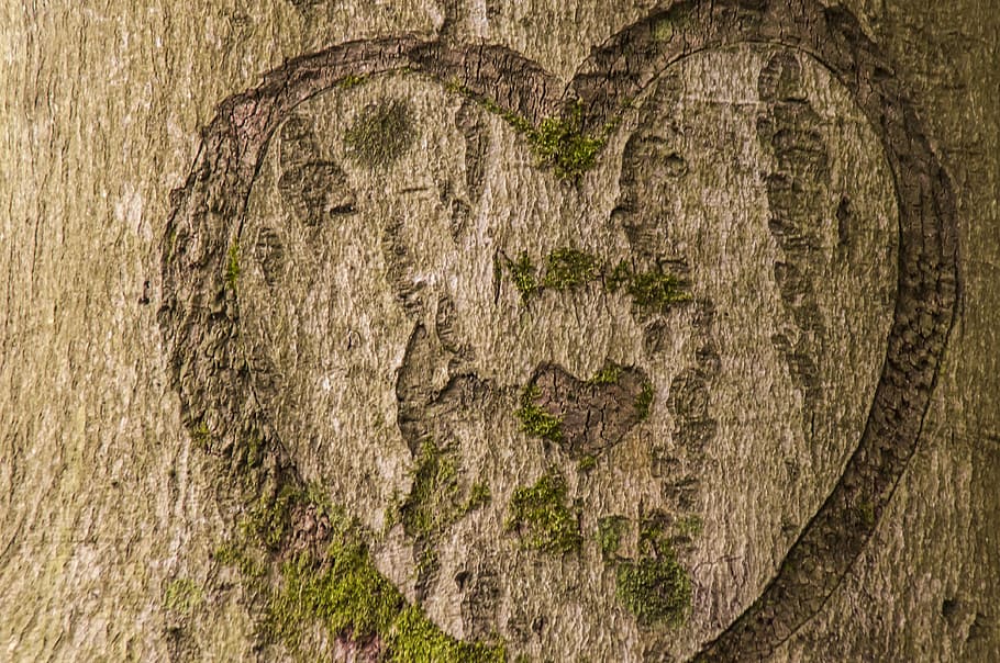 Bark, Tree, Heart, Brown, Nature, tree trunk, tree bark, forest HD wallpaper