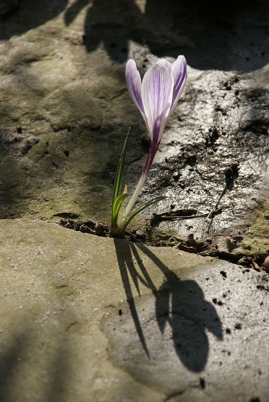 crocus, blossom, bloom, nature, flower, stone, enforce, plant HD wallpaper