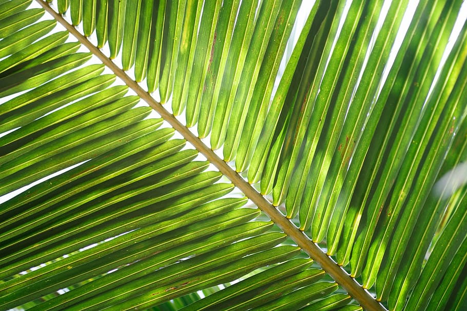 HD wallpaper: green palm leaf, coconut leaf, tropical, palm tree, frond,  green color | Wallpaper Flare