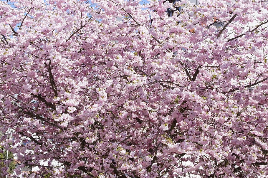 tree, flower tree, bloom, flowers, spring, pink, cherry blossom HD wallpaper