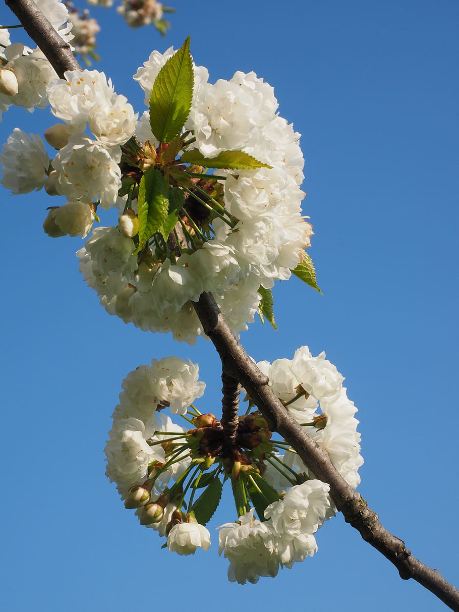 cherry blossom, white, spring, bloom, white blossom, tree, blossom branches HD wallpaper