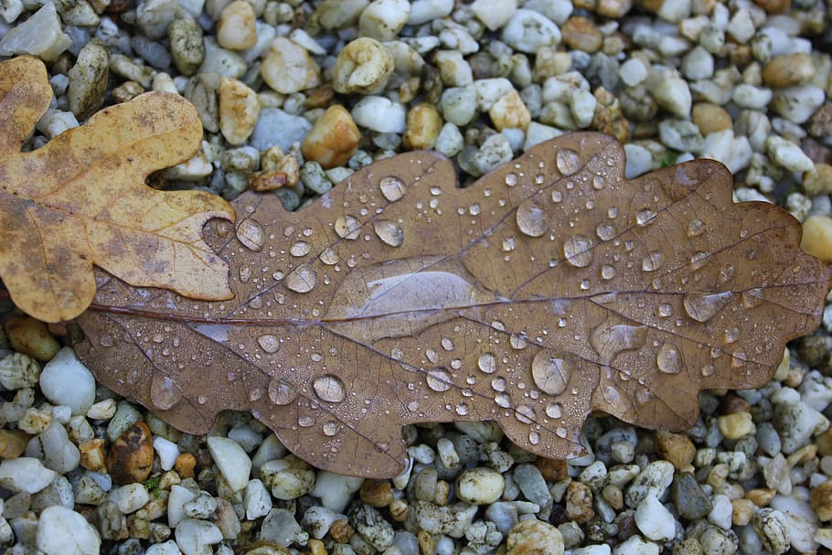 Autumn Leaf, Leaves, Fall Foliage, oak leaf, sea life, animal wildlife HD wallpaper