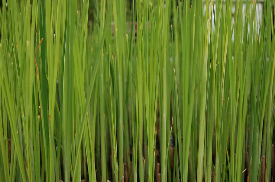 HD wallpaper: Grass, Green, Background, Grassy, Stalks, lawn, texture