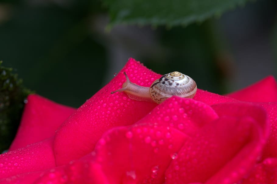 Snail, Rose, Red, Drops, Shell, Dew, petals, one animal, animal themes HD wallpaper