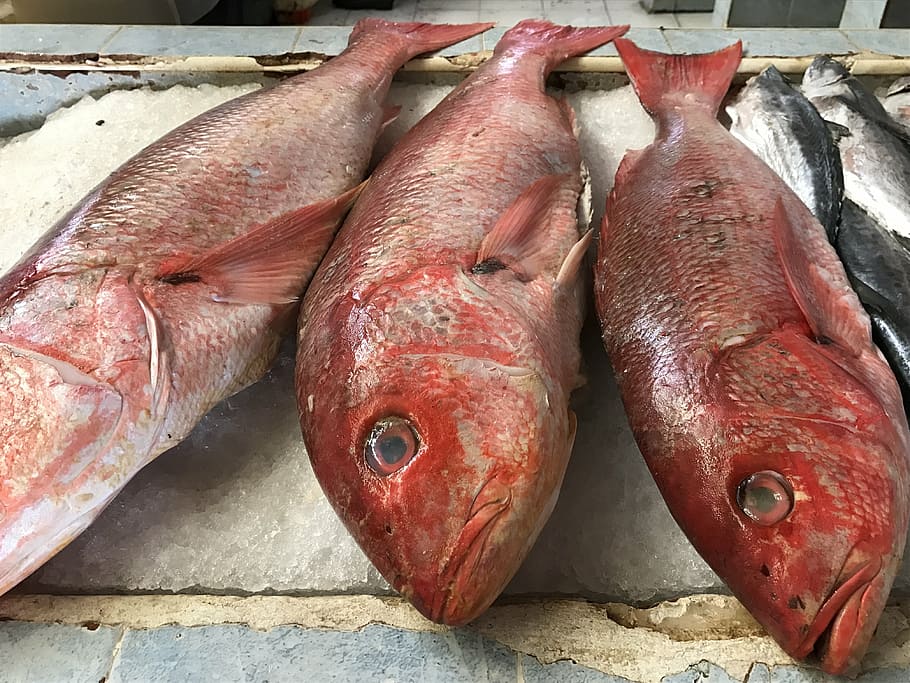 fish, red fish, fresh fish, seafood, colorful, tropical, delicious HD wallpaper