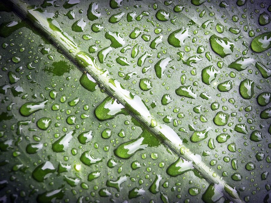 leaf, water, green, drop, background, natural, nature, fresh HD wallpaper