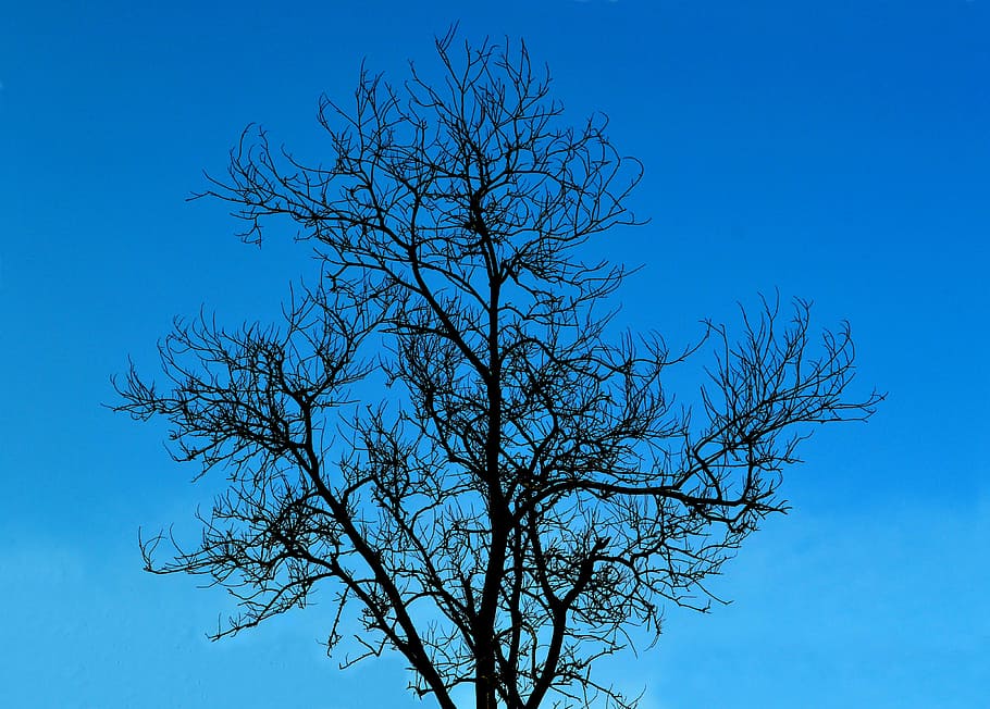 tree, without leaves, tree without leaves, life, nature, sky