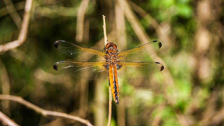 dragonfly, nature, bug, macro, green, summer, animals, insect HD wallpaper