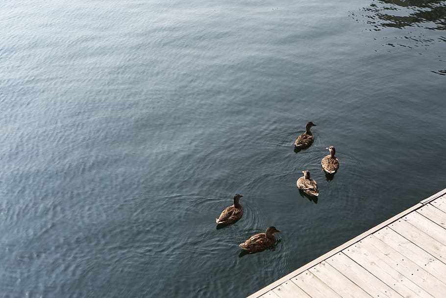 animals, birds, dock, ducks, fauna, lake, river, water, nature HD wallpaper