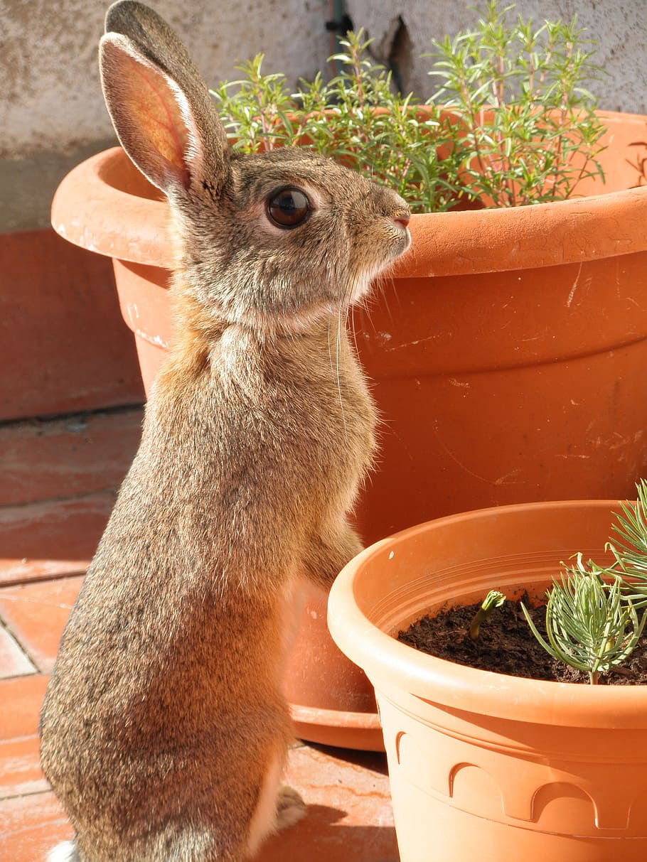 gray rabbit standing near potted green plants, bunny, cute HD wallpaper