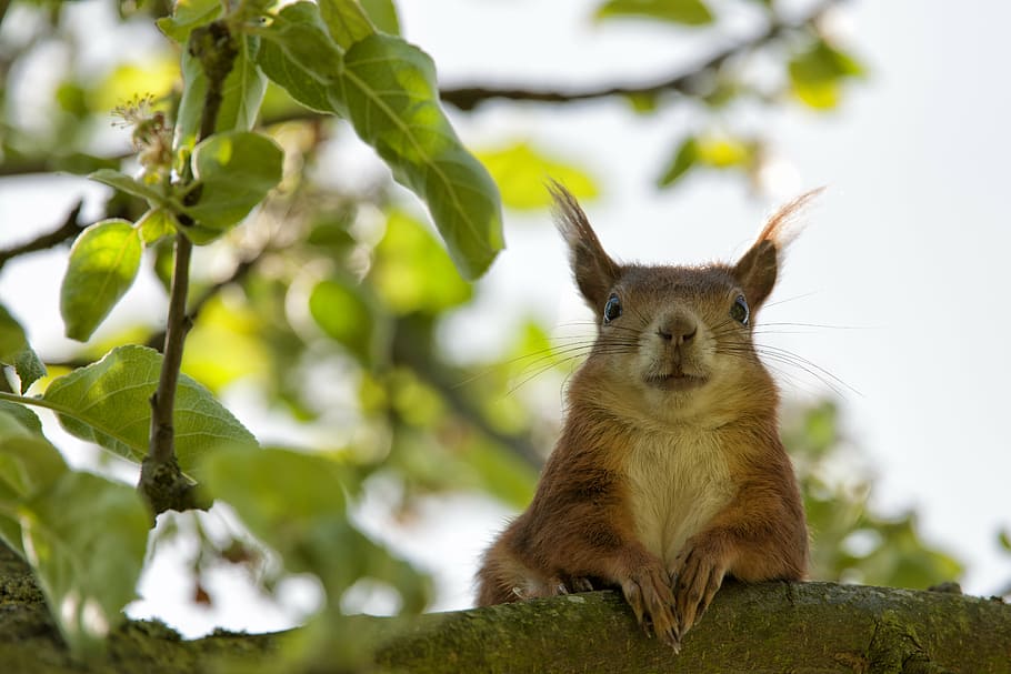 brown rodent on branch, squirrel, ulm, garden, summer, eselsberg HD wallpaper