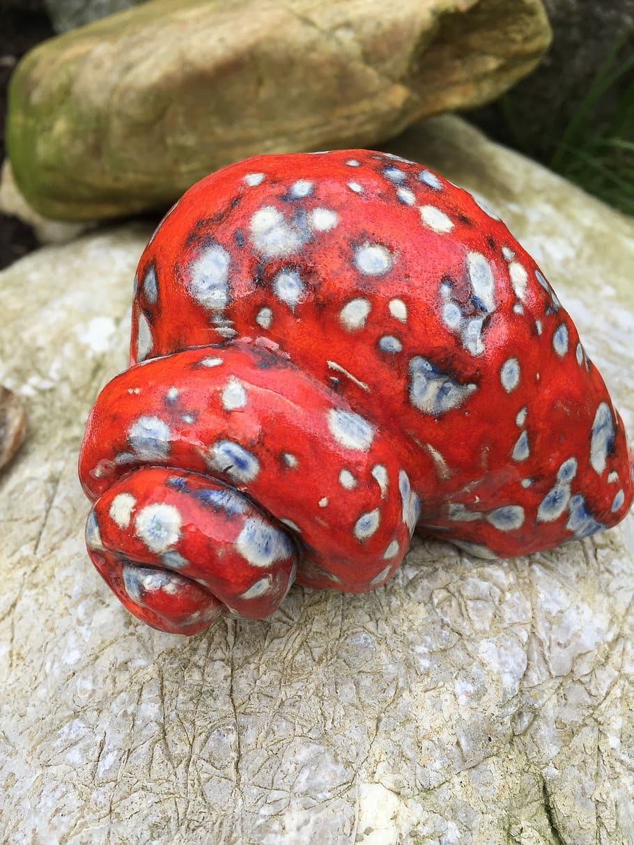 Shell, Stone, Snail, red, no people, close-up, animal themes HD wallpaper