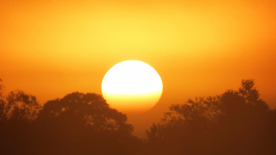 swamp, dawn, day, sol, sky, sunset, beauty in nature, plant HD wallpaper