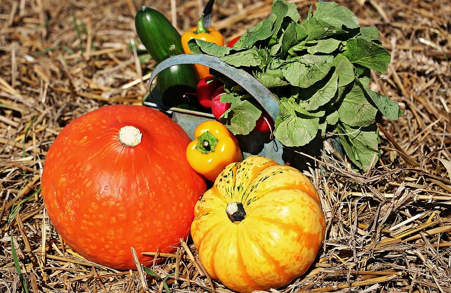 vegetables on grass, thanksgiving, pumpkins, cucumbers, paprika, HD wallpaper