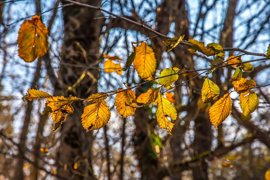 tree, autumn, nature, fall, season, orange, yellow, natural HD wallpaper