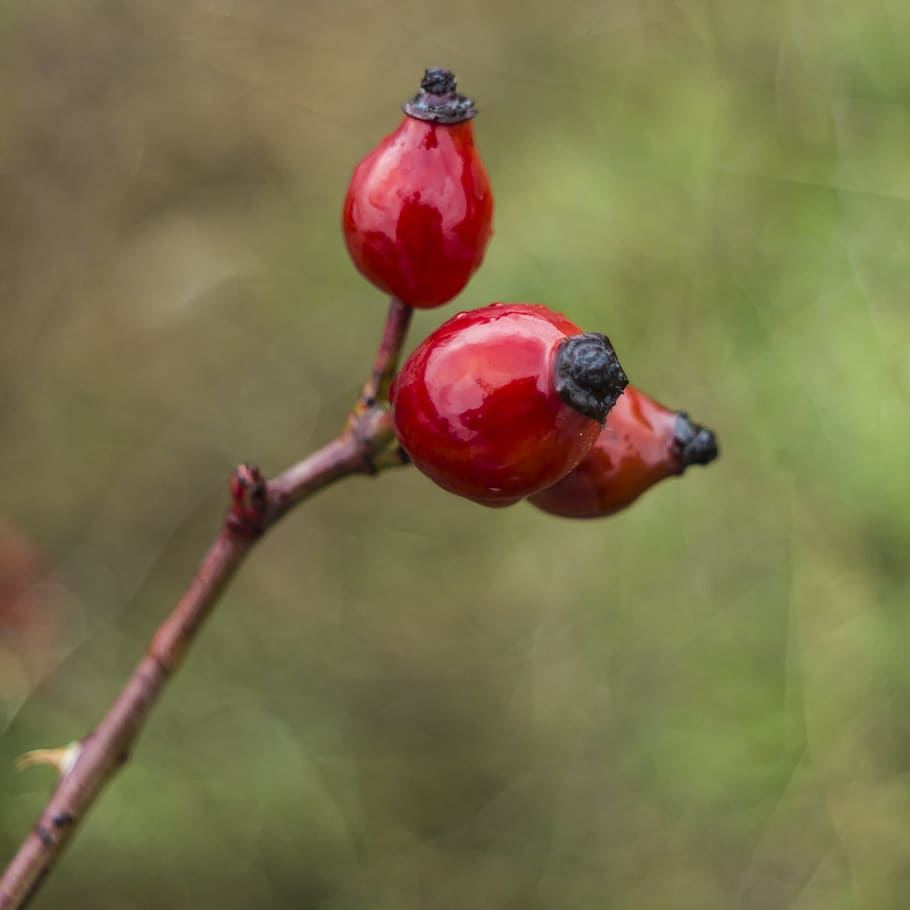rosehip, red, bokeh, shiny, fruit, food and drink, healthy eating HD wallpaper