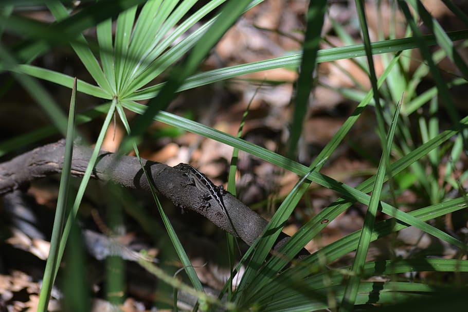 lizard, tree, wildlife, nature, animal, reptile, plant, animal wildlife HD wallpaper