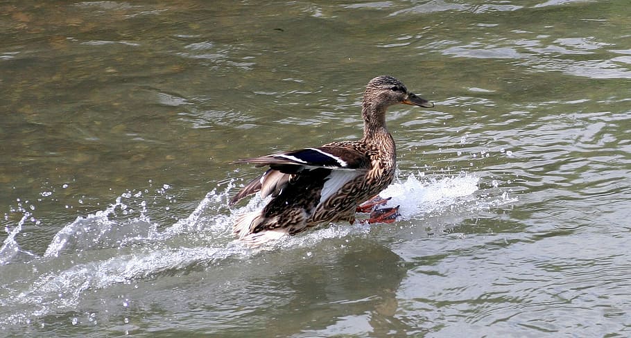 Flight, Duck, Wild, Feathers, Landing, beak, one animal, animals in the wild HD wallpaper