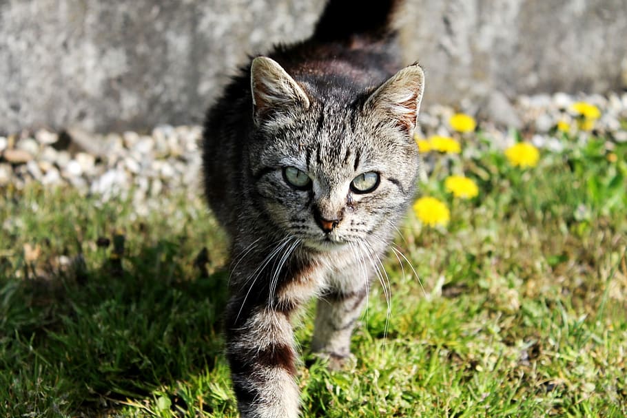 Cat, Grass, graugetiegert, domestic cat, one animal, animal themes HD wallpaper
