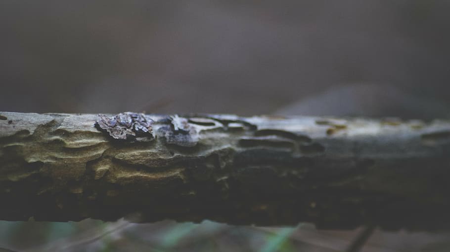 bark, blur, close-up, focus, macro, outdoors, stick, tree, wood HD wallpaper