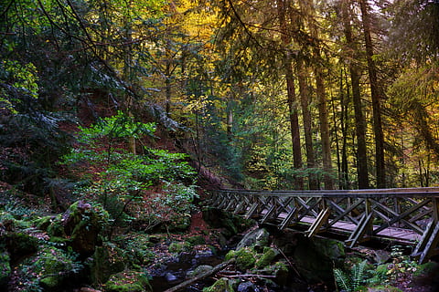 brown bridge surrounded by trees, forest, gorge, leaves, nature HD wallpaper