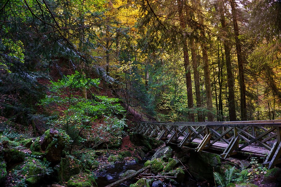 brown bridge surrounded by trees, forest, gorge, leaves, nature HD wallpaper
