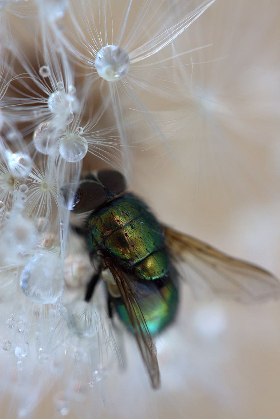 fly, dandelion, drops, macro, wet, water, insecta, fragility HD wallpaper