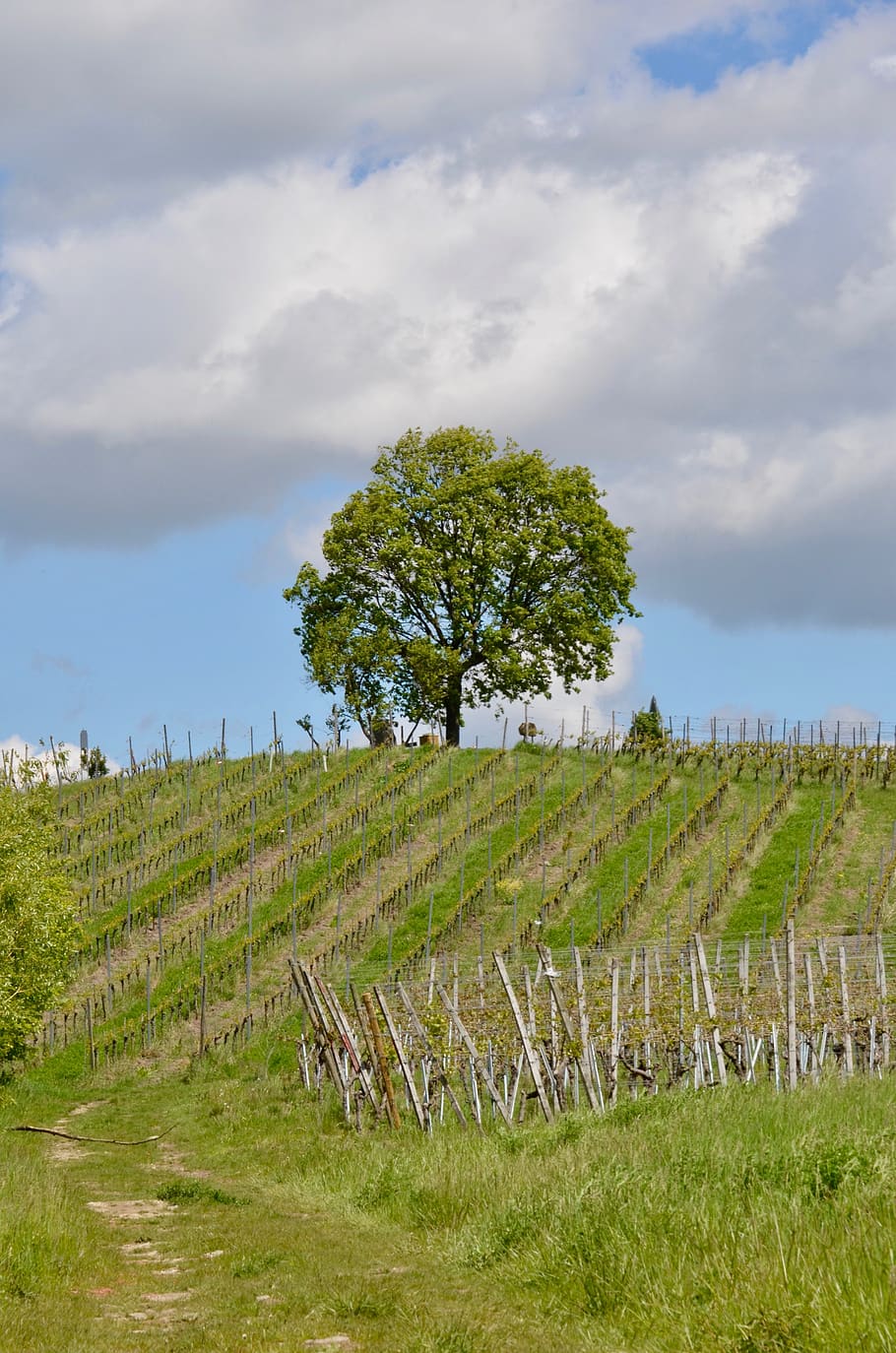 vineyard, tree, landscape, spring, green, winegrowing, sky HD wallpaper