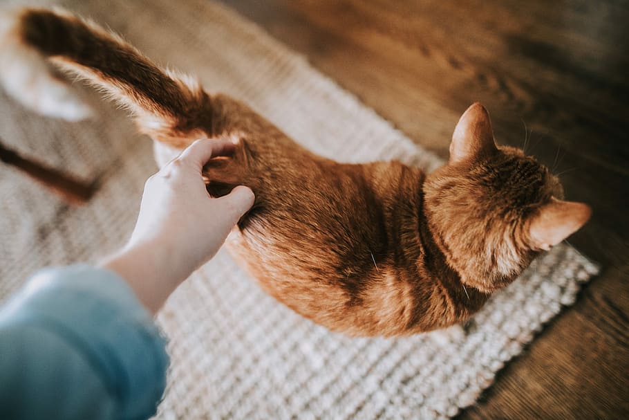 orange tabby cat on gray area rug, person petting brown cat, stroke HD wallpaper