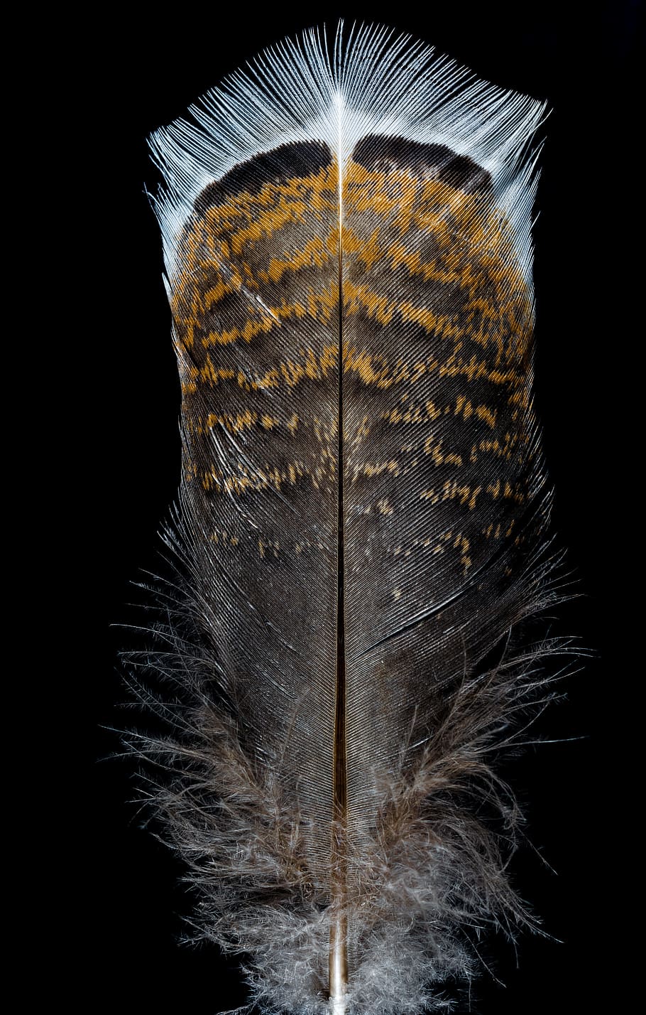 feather, bird feather, turkey feather, black background, indoors HD wallpaper