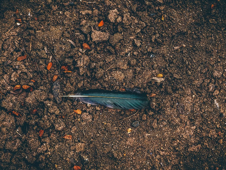 blue feather on brown soil, isolated, bird, design, symbol HD wallpaper