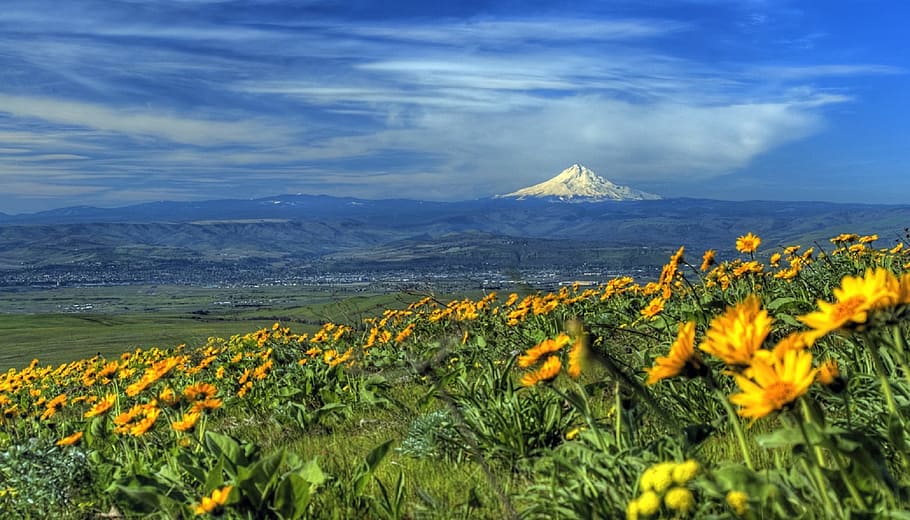 Yellow Sunflower Field, clouds, flora, flowers, grass, landscape HD wallpaper
