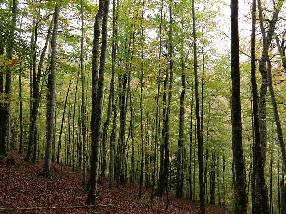 forest, wood, trees, landscape, forest landscape, foliage, autumn HD wallpaper