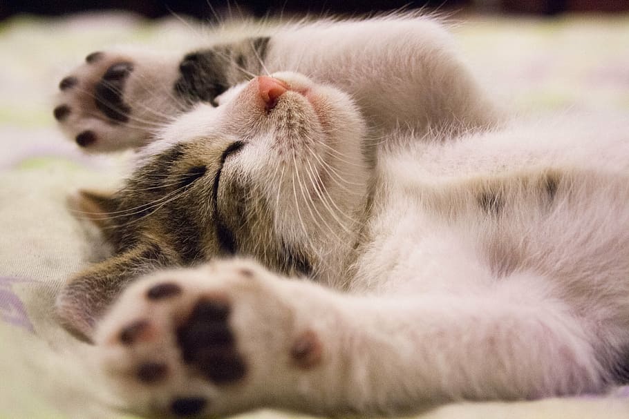 grey and white kitten lying on white textile, cat, small cat HD wallpaper