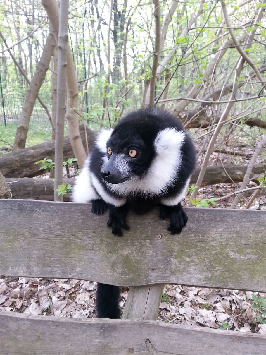 Animals, Old World Monkey, black and white, nature, one animal HD wallpaper