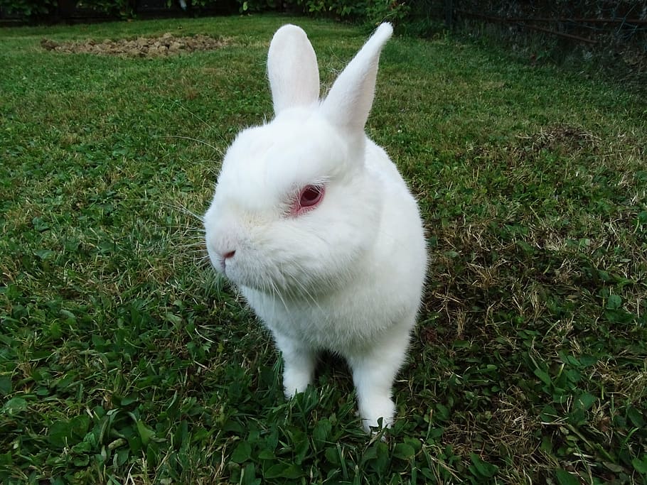 rabbit, animals, white, green, eyes, pets, grass, one animal HD wallpaper