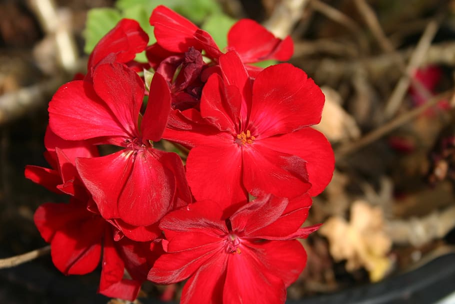 flower, red, geranium, floral, nature, plant, colorful, petal HD wallpaper