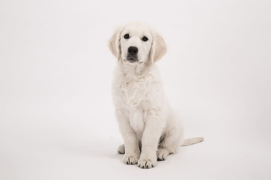 light cream Labrador retriever puppy, dog, golden retriever, purebred dog