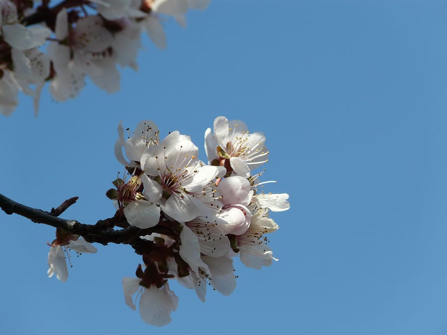 springtime, tree, blossoms, nature, pink, branch, bloom, cherry HD wallpaper