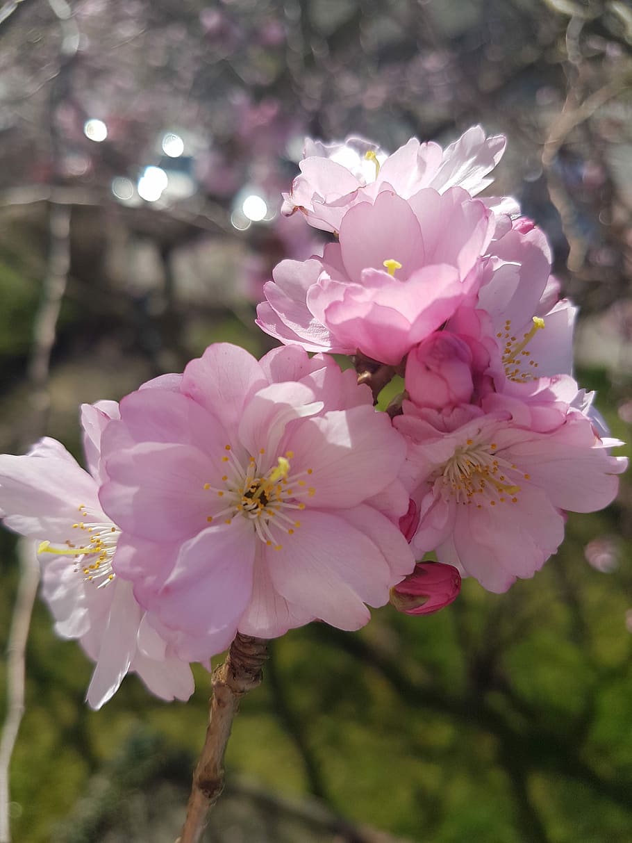flower, plant, tree, nature, floral, season, color, flowering plant HD wallpaper